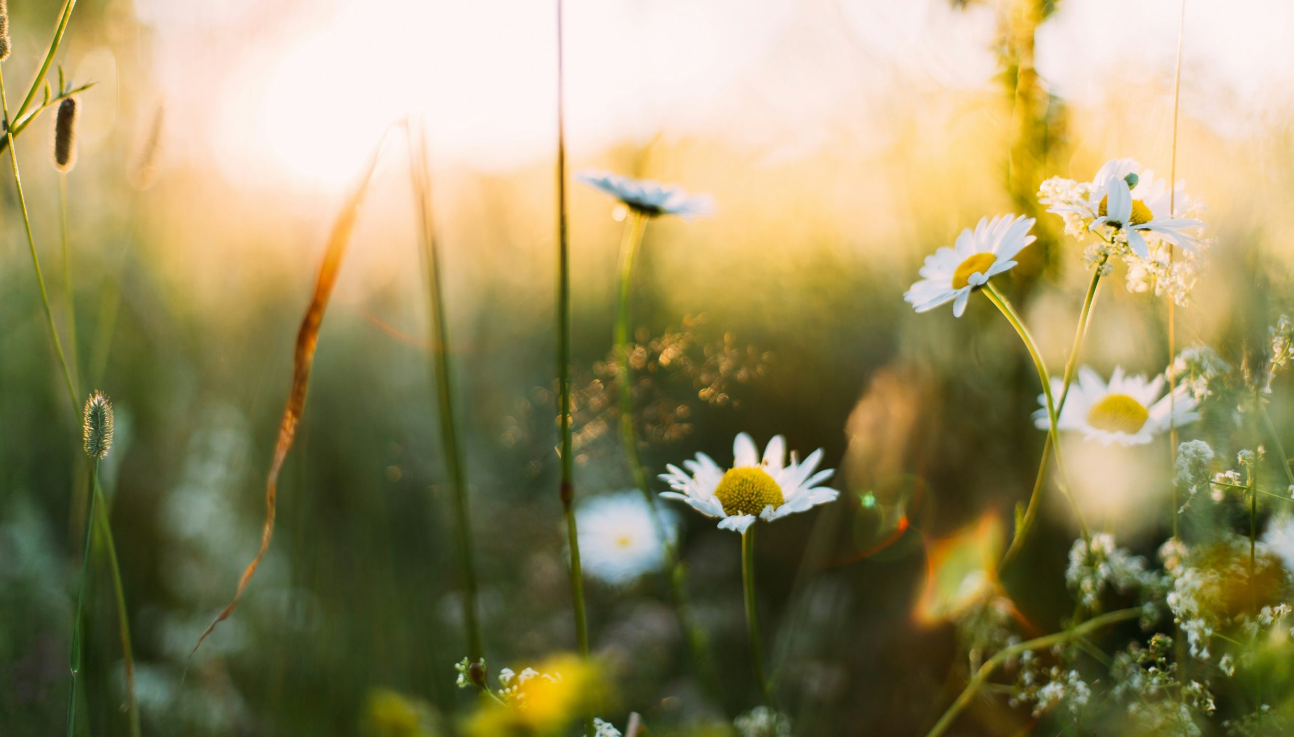 Blumen - Motiv Newsletter AGB Fruehjahr 2026